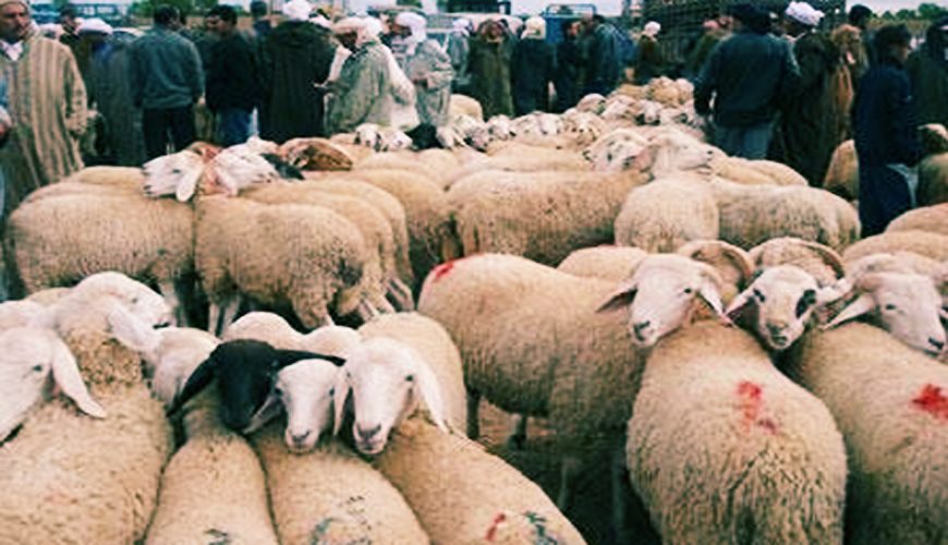 Le Maroc est exempte de la fièvre aphteuse
