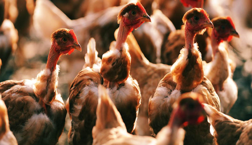 Kanuma®, le 1er médicament à base de poules génétiquement modifiées