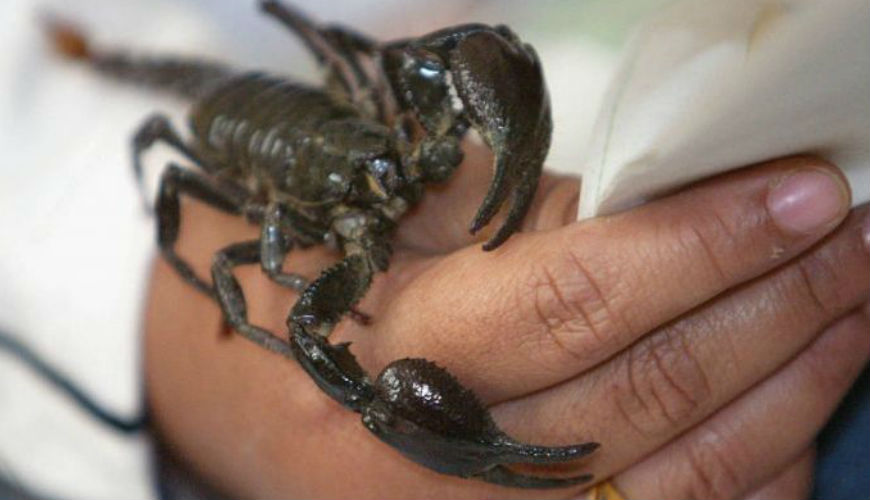 Maroc, multiplication des piqûres de scorpion