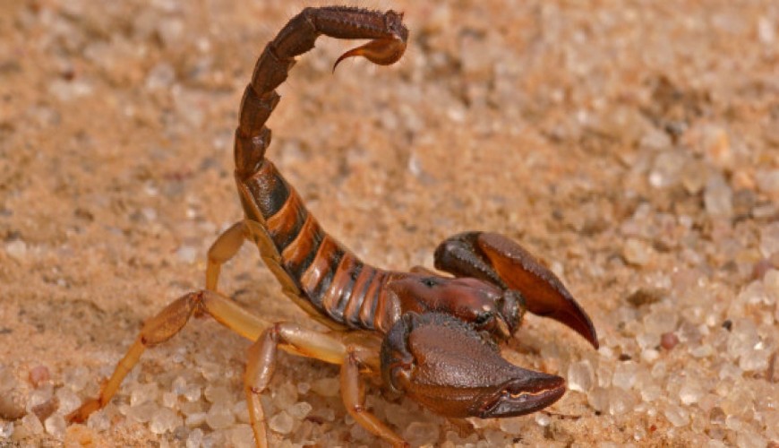 Maroc : on meurt encore à cause des morsures de scorpions