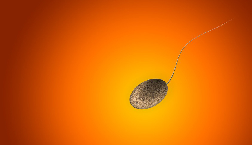 Les spermicides