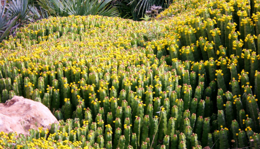 Maroc : «Daghmous», une plante potentiellement très toxique