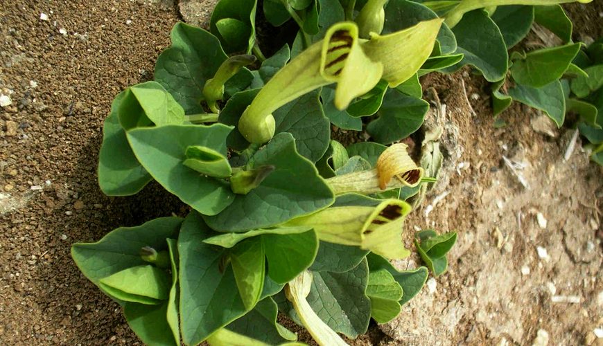 Aristolochia Longa (Bereztem)