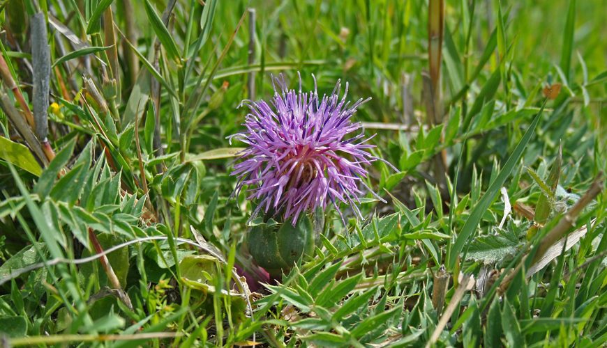 Atractylis gummifera (Addad ou Chardon à glu)
