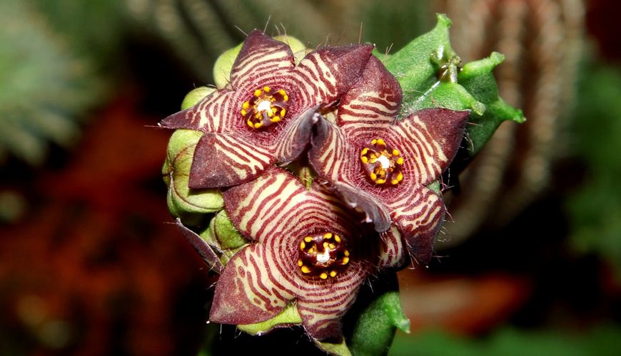Caralluma europaea (Daghmous ou Zakkum)