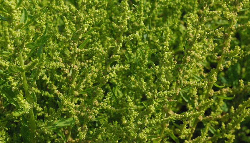 Chenopodium ambrosioides (M’khinza)