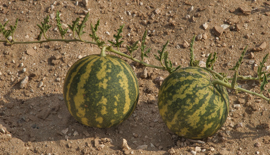 Citrullus colocynthis (Hadja)