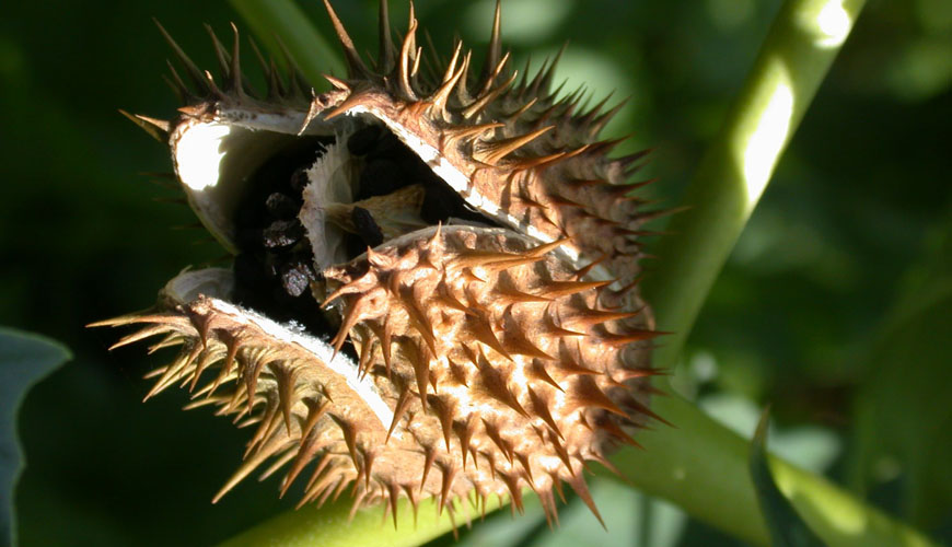Datura stramonium (Chedeq Ejemel)