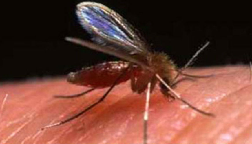 La leishmaniose cutanée sévit à Draa Tafilalet