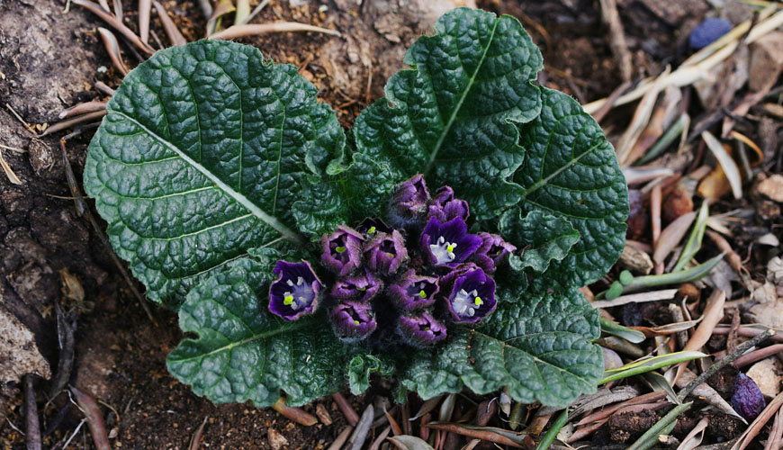 Mandragora automnalis (Bayd elghoule)