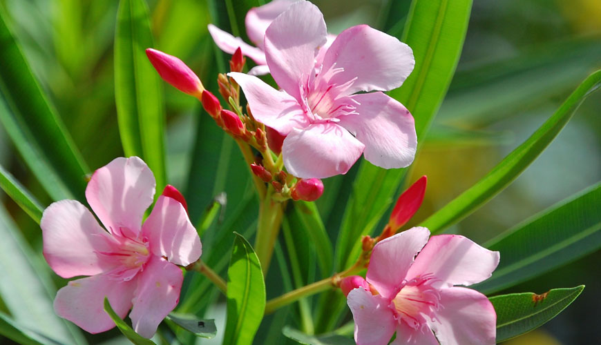 Nerium oleander (Dafla ou Laurier rose)