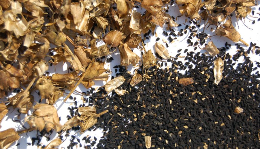 Intoxication au Nigella sativa (Sanouj ou Habba Souda)