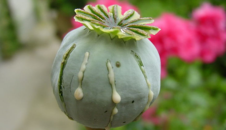 Papaver somniferum (Khachkhacha)