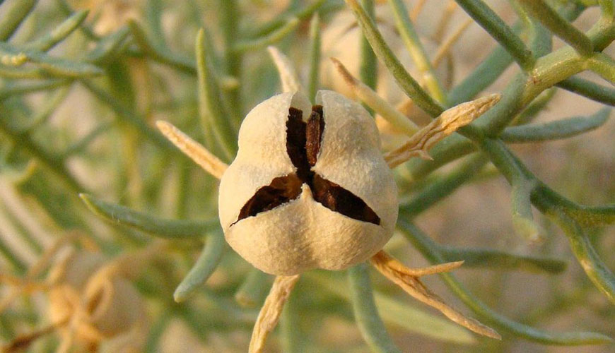 Peganum harmala (harmal)