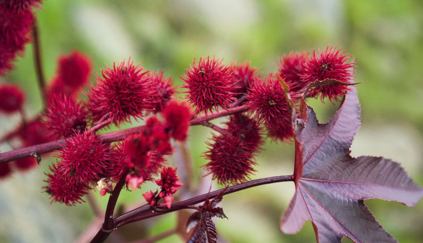 Ricinus communis (Wriwra ou Kharwae)