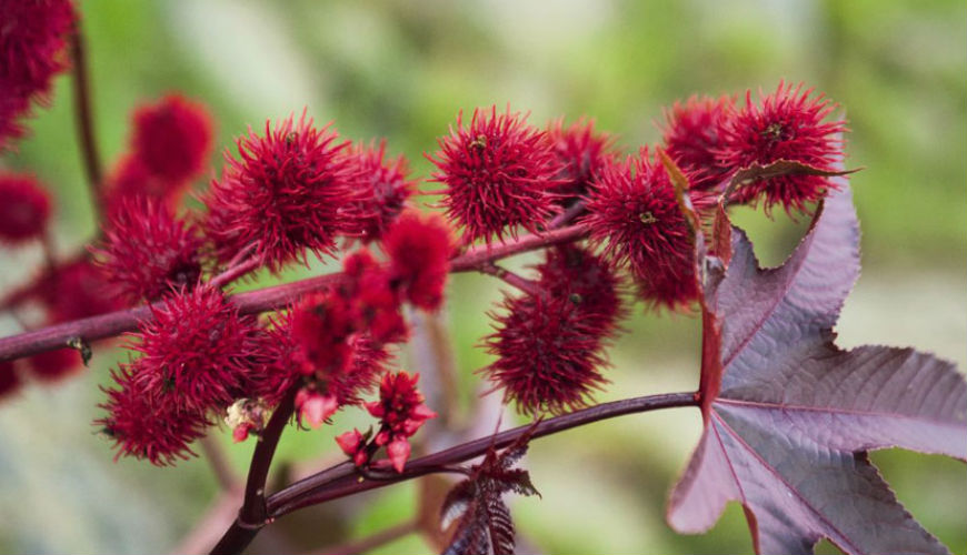 Intoxication au Ricinus communis (Wriwra ou Kharwae)