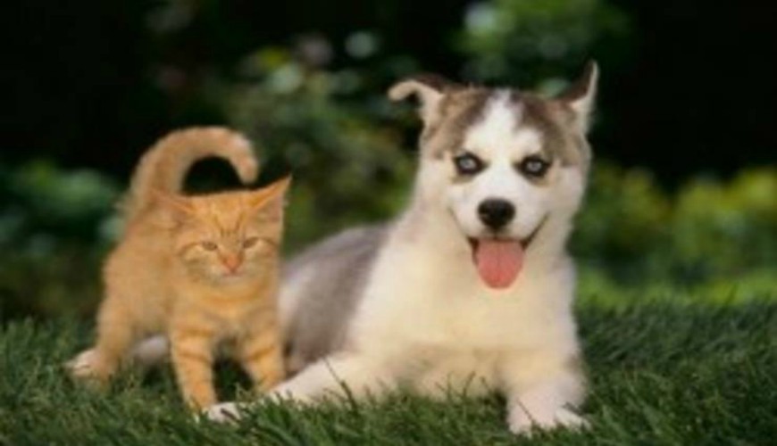 La Grande-Bretagne met en garde les touristes contre les chiens et les chats du Maroc