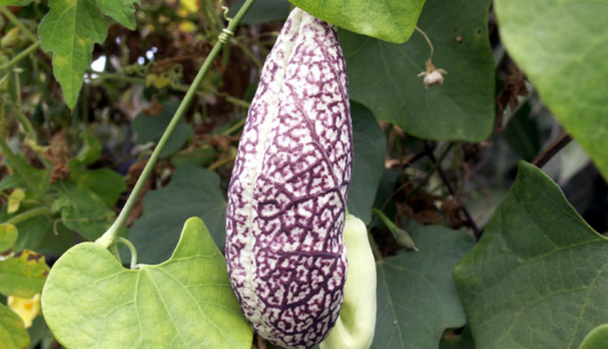 Toxicité de l’Aristolochia Longa (Bereztem)
