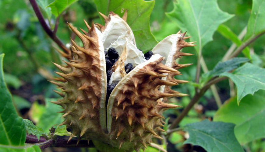 Maroc: Attention aux intoxications au Datura stramonium (chedcq-e-jemel)