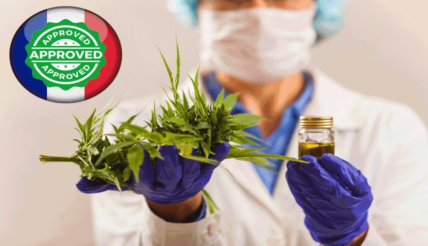 Le cannabis thérapeutique bientôt en France