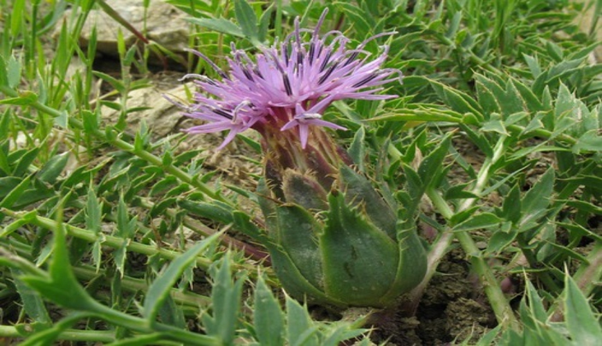 Les plantes tuent au Maroc
