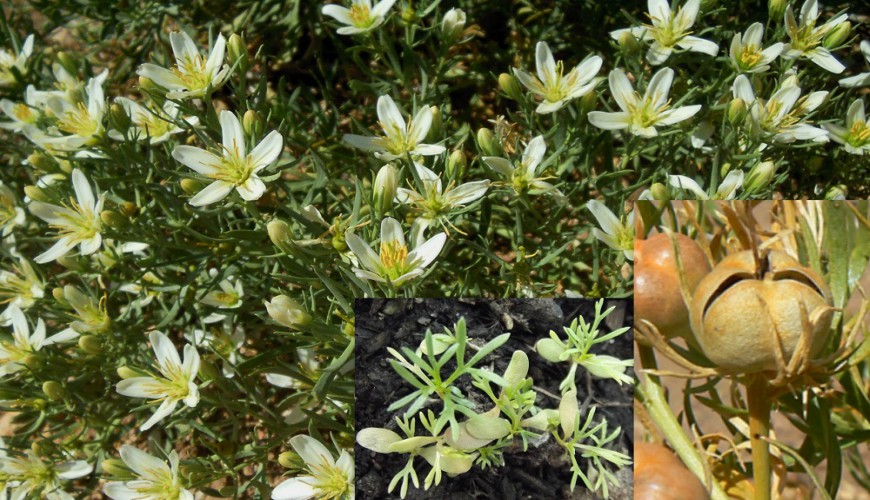 Les intoxications au "HARMEL" au Maroc