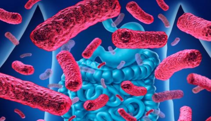 L’ANSM/Covid19 : attention à la transplantation de microbiote fécal