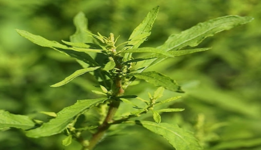 Maroc : attention, intoxication au M’khinza (Chenopodium ambrosioides)