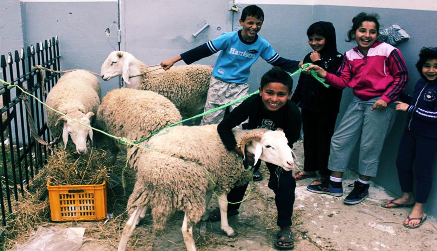 Maladie du Charbon à Imilchi: inquiétudes à l'approche de la fête du mouton