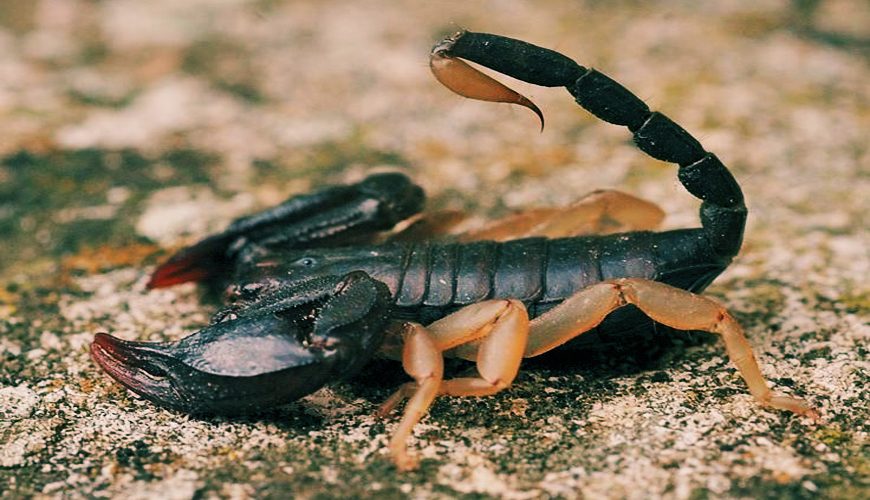 Les scorpions et les serpents tuent toujours au Maroc