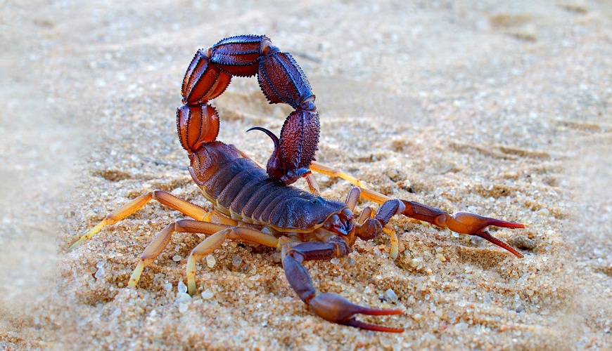 Maroc : la menace des scorpions de retour