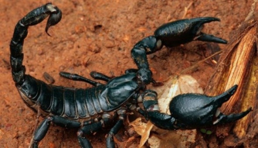Maroc : la chaleur est de retour, les scorpions aussi