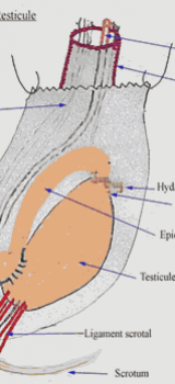 Torsion du testicule
