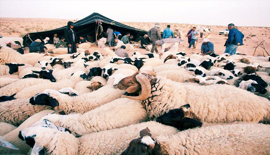 Fièvre aphteuse : Le Maroc prend des mesures de prévention