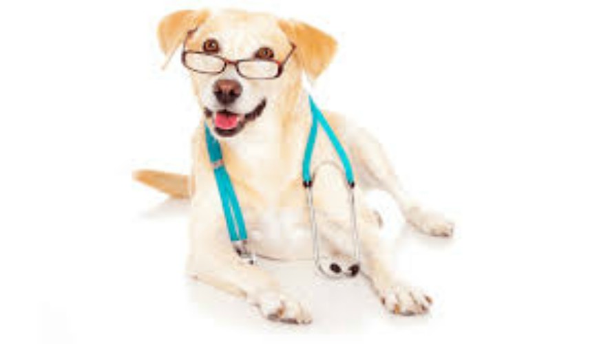 Un hôpital français va tester la thérapie assistée par animal